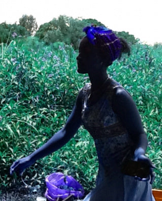 THE ORIGINAL BLACK SEED OIL of ETHIOPIA